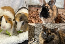 John & George, Carmella and Lanie