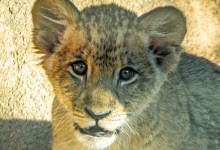 Santa Barbara Zoo Says Goodbye to Pauline the Lioness