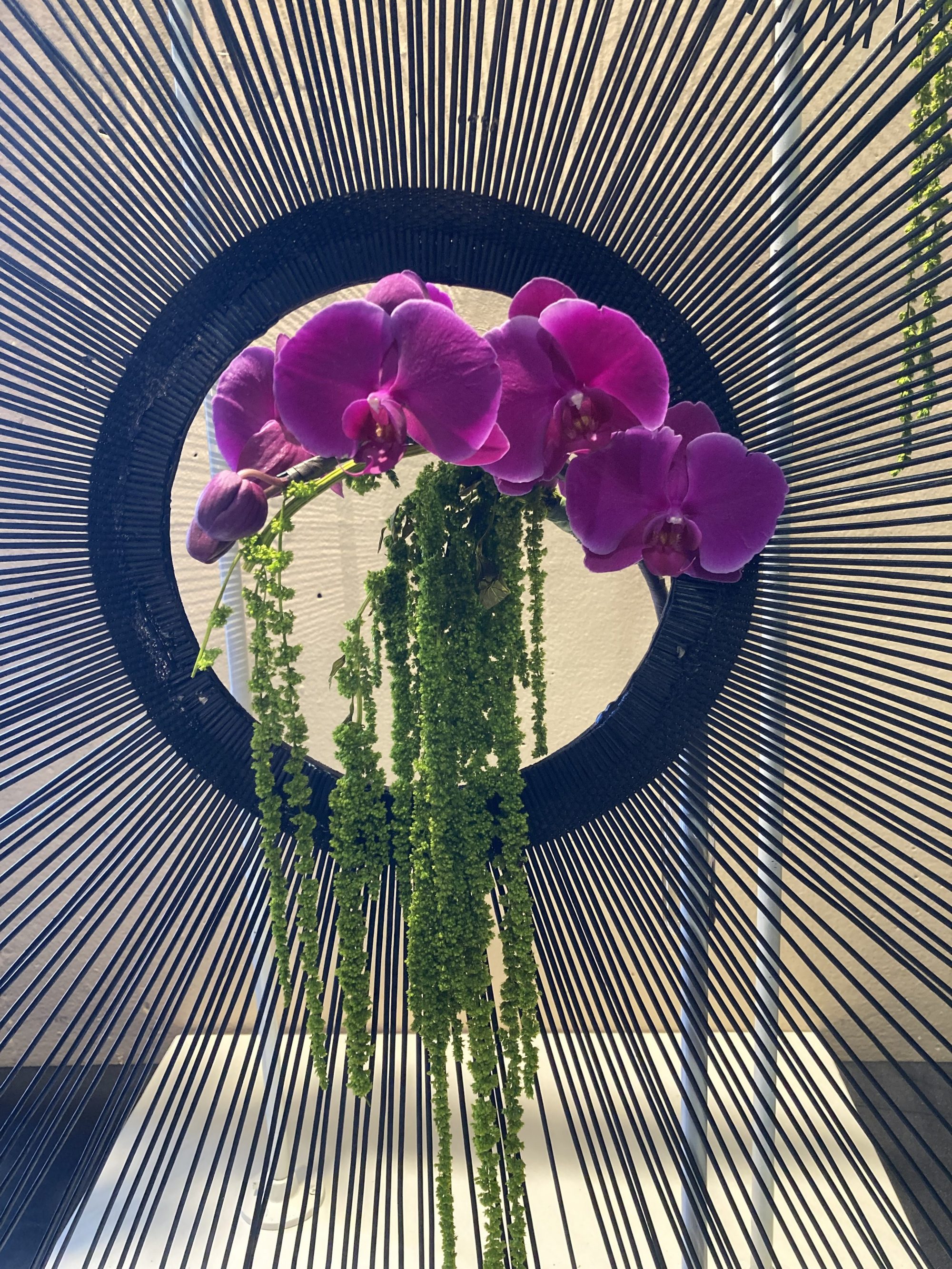 The Santa Barbara International Orchid Show Celebrated One of Nature’s