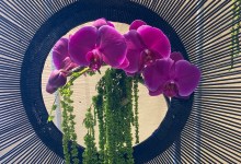 The Santa Barbara International Orchid Show Celebrated One of Nature’s Most Spectacular Flowers