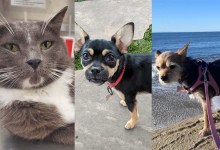 Matthews, Barbie and Layla