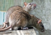 Can Birth Control Fix Your Rat Problem?