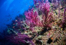 A Historic High Seas Biodiversity Treaty
