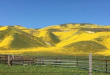 Central Coast Is Alive with Wildflower Superblooms