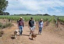 Dog Hike in the Vineyard