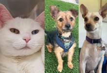 Snow, Yvonne, and Bernie