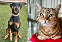 Santa Barbara Humane Launches New Resource to Protect Pets and Leave a Legacy with FreeWill 