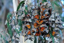 Special May 12 Event at the Santa Barbara Museum of Natural History to Focus on Ecology and Enhancement of Monarch Butterfly Habitat