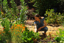 Healing Grounds: Regenerative Farming