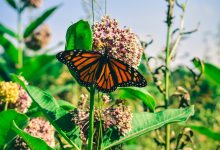 Praising the Protectors