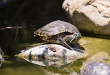 Farewell, Friends: 86 Turtles Relocated from Alice Keck Park Memorial Garden