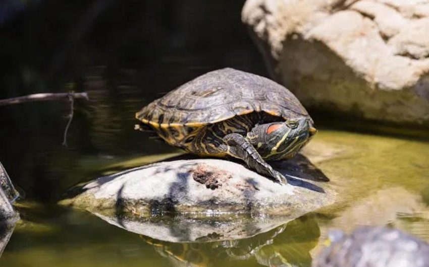 Farewell, Friends: 86 Turtles Relocated from Alice Keck Park Memorial Garden