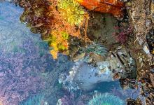Tide Pools: A Delicate Balance