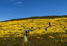 Are Superbloom Visitors Loving Wildflowers to Death?