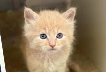 Santa Barbara Humane Welcomes 47 Kittens, Announces Expanded Walk-In Adoption Hours