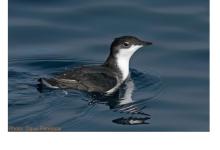 Audubon presents Pelagic Birding off Calif. Coast