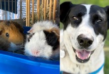 Thor & Loki, Levi and Lois