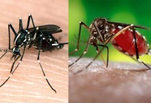 Santa Barbara County Vector Control on ‘High Alert’ for Asian Tiger and Yellow Fever Mosquitoes