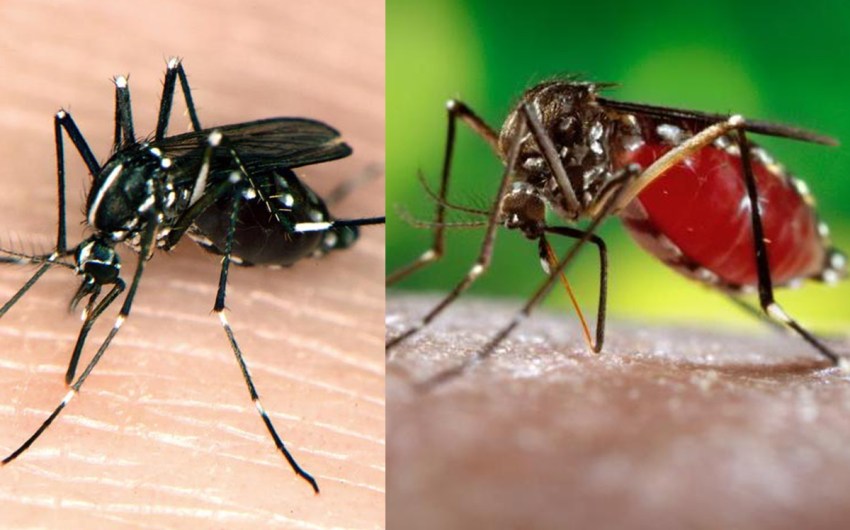 Santa Barbara County Vector Control on ‘High Alert’ for Asian Tiger and Yellow Fever Mosquitoes