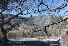 A Santa Barbara Canyon Recovers from Fire and Rain