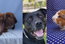 Rome, Larry, and Nero