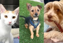 Penne, Yvonne and Parker