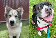 Dakota & Rice Krispies