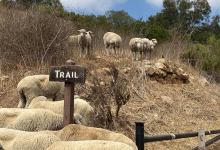 City of Santa Barbara Putting Sheep Out to Pasture at Five Parks This June