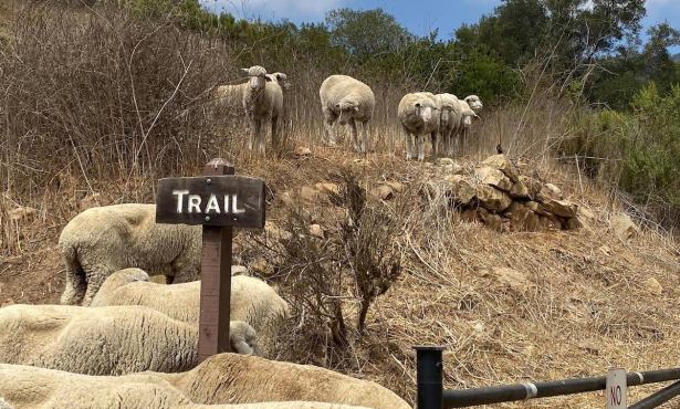 City of Santa Barbara Putting Sheep Out to Pasture at Five Parks This June