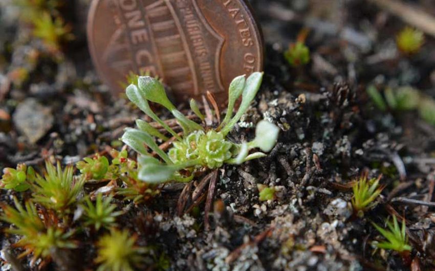 Rare Native California Plant Species Rediscovered in Santa Barbara County