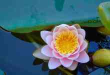 Picnic Concert # 2 – Music Academy