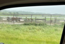 Horses in Need of Legal Protection