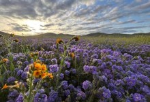 The Carrizo Plain in Photos with Chuck Graham