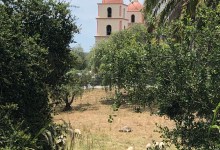 Herd of Sheep Tend Mission Historical Park