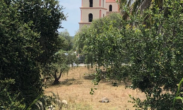 Herd of Sheep Tend Mission Historical Park