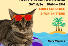 Adoption Event at ASAP Cats – LOADS of Kittens!