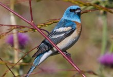 On the Move: New Discoveries About Bird Movements