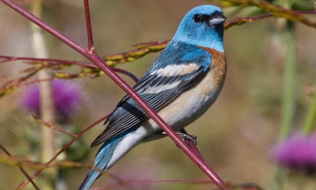 On the Move: New Discoveries About Bird Movements