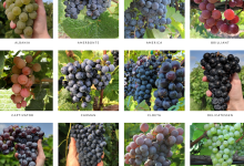 Full Belly Files | Getting Intel on Indigenous American Grapes
