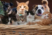 Truffles, Delilah, Panda, Bam-Bam, Crookshanks, Sissy and Lucy 