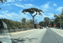 Losing Santa Barbara’s “Welcome” Tree