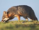 Island Foxes Are Back at the Channel Islands on Santa Barbara’s Coast