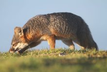 Island Foxes Are Back at the Channel Islands on Santa Barbara’s Coast