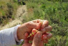 SB Botanic Garden – Elings Park Public Forums