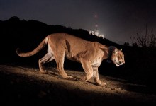The Mountain Lion that Changed the World