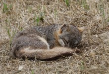Visiting Santa Cruz Island with NatureTrack Docents