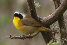 Arroyo Burro Open Space Restoration Pays off Dividends for Santa Barbara Bird Population 
