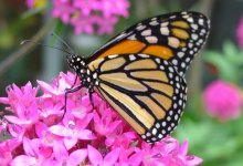 Western Monarch Butterfly Panel Discussion