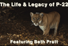 The Life and Legacy of P-22