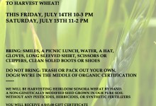 Community Farm Harvest